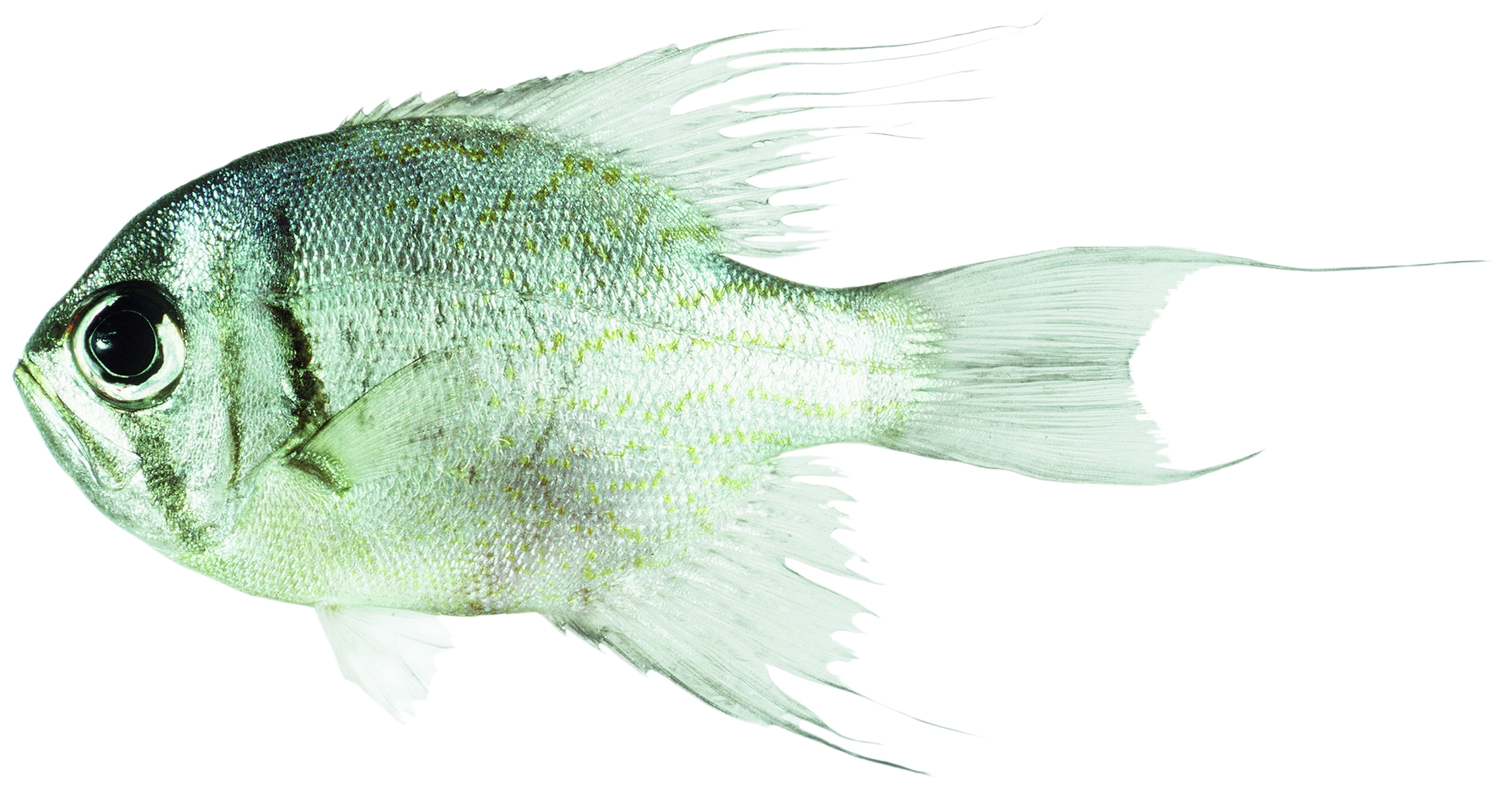 Threadfin Pearl Perch FRDC